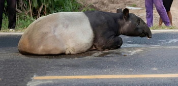 Bikin Elus Dada! Tapir Disembelih Lalu Dimasak di Mesuji Lampung, 4 Orang Ditangkap | Dr. Borat