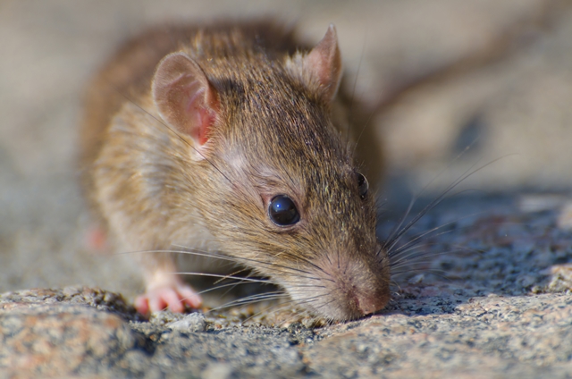 Tikus Sering Muncul di Rumah? Bisa Jadi Ini Penyebabnya | Dr. Borat